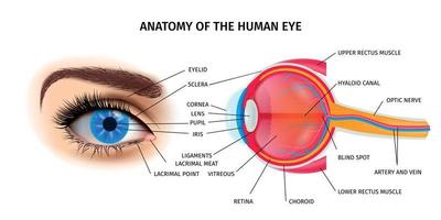 menselijk oog anatomie poster vector