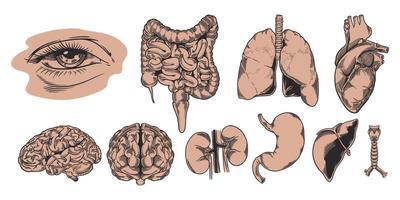 set hand getrokken van menselijke anatomie. interne organen bestuderen en structureren. vector