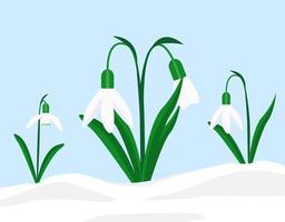 eerste lente bloemen sneeuwklokjes vector illustratie