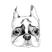 cartoon hond gezicht vector