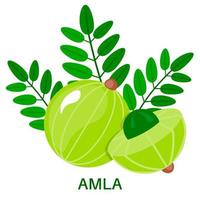 amla pictogram in vlakke stijl geïsoleerd op een witte achtergrond. Indiase kruisbes. medische vrucht. vector