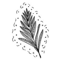 palmblad. een handgetekend blad van een tropische plant. doodle stijl schets. geïsoleerde vectorillustratie. vector