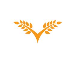 Landbouw tarwe Logo sjabloon, gezond leven logo vector pictogram ontwerp,