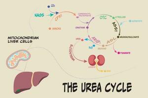 de metabole route ureumcyclus vector