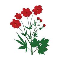 dieprode papaver als kruidachtige bloeiende plant op dunne stengel met groene bladeren vectorillustratie vector