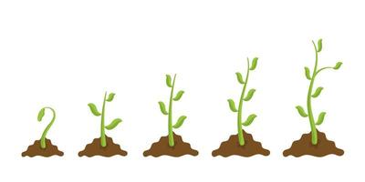 jonge zaailingen spruiten en groeiproces in vruchtbare grond. groene scheuten. lente tuinieren vector