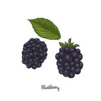 blackberry schets vectorillustratie. vector