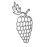 cartoon doodle lineaire druiven geïsoleerd op een witte achtergrond. vector
