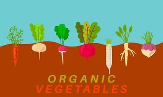 biologische moestuin kweken. moestuin schets. planten met wortelstructuur onder het maaiveld, groenten groeien en planten. vector