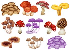 Set van verschillende paddestoelen vector