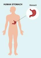 menselijke maag orgel anatomie. vectorillustratie van maag orgel anatomie vector