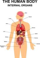 interne organen van het menselijk lichaam plat infographic posterschema met pictogrammen afbeeldingen locatienaam en definities vectorillustratie. hart, hersenen, lever en nieren, mannelijk voortplantingssysteem; vector