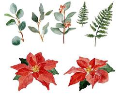 aquarel kerst poinsettia bloem boeket elementen collectie vector