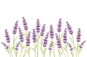 vector lavendel paarse bloem, relax en vrede