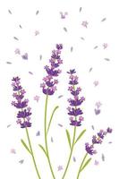 vector lavendel paarse bloem, relax en vrede