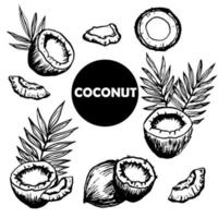 set van hele kokosnoot, kokosnoot helften, stukjes pulp en palmbladeren. voedsel woestijndrank ingrediënt. zwarte doodle, eenvoudige stijl. hand tekenen vector