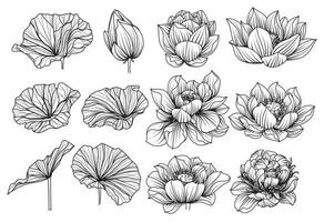 lotusbloem set tekening en schets zwart-wit vector