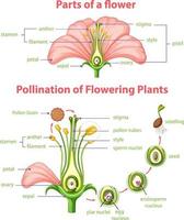 diagram van bestuiving van bloeiende planten vector
