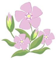 vector geïsoleerde illustratie van maagdenpalm bloem in lichte pastelkleuren