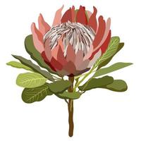protea bloem. vectorillustratie. vector