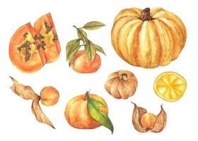 groenten en fruit set. aquarel illustratie. vector