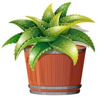 Een aloë vera plant in een pot vector