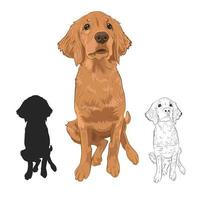 golden retriever pup geïsoleerd op een witte achtergrond. vector