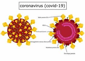coronavirus structure.anatomie van een virus. vector