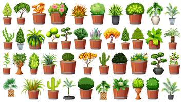 Set van planten in pot