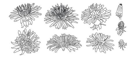 schets lentebloemen, knoppen. paardebloem bloem tekening set. zwart-wit met lijntekeningen botanische illustratie van bloemen. kruiden gegraveerd vector