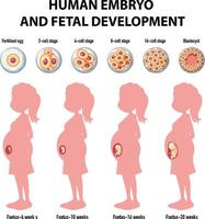 menselijke embryonale ontwikkeling in menselijke infographic vector