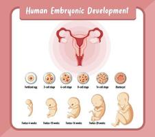 menselijke embryonale ontwikkeling in menselijke infographic vector