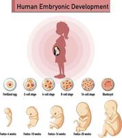 menselijke embryonale ontwikkeling in menselijke infographic vector