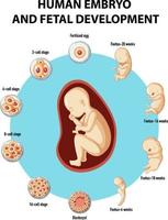 menselijke embryo en foetale ontwikkeling infographic vector