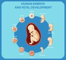 menselijke embryo en foetale ontwikkeling infographic vector