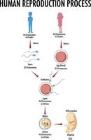 diagram dat het reproductieproces van de mens toont vector