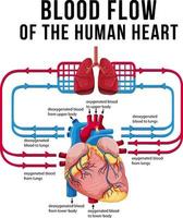 diagram dat de bloedstroom van het menselijk hart toont vector