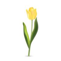 realistische gele tulp met groene bladeren geïsoleerd op een witte achtergrond vector