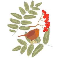 robin erithacus rubecula vector stock illustratie. schattige zangvogel in sokken. lijsterbes en rode bessen. geïsoleerd op een witte achtergrond.