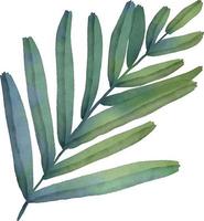 aquarel groene tak met bladeren. hand schilderij bloemen illustratie. blad, plant geïsoleerd op een witte achtergrond. vector