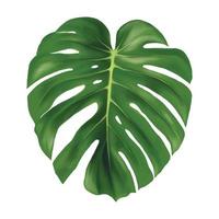 blad monstera vectorillustratie op witte achtergrond. vector