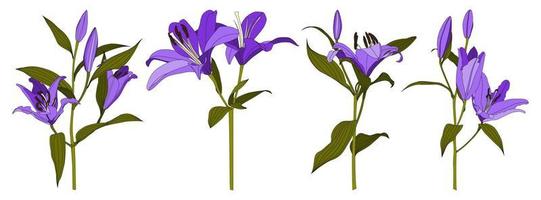 set van geïsoleerde handgetekende paarse lelie bloem vector