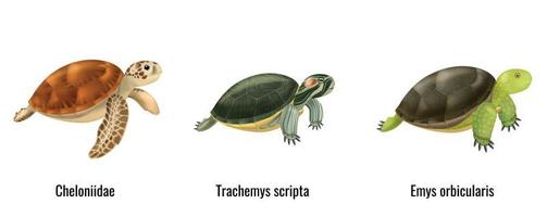 realistische zeeschildpadden vector