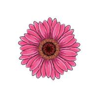 brite roze magenta kleur met zwarte en witte lijn gerbera bloem geïsoleerd. handgetekende contourlijnen en lijnen. vector bloem gerbera. element voor ontwerp. Gerber Daisy schets illustratie.