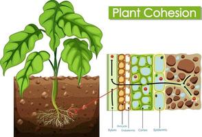 diagram dat plantcohesie toont vector