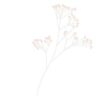 limonium, bruiloft gras voorraad vectorillustratie. delicate elegante bloemen voor een uitnodiging. creme kleur. droge bloemen in pastelkleuren geïsoleerd op een witte achtergrond voor uitnodigingsontwerp. vector