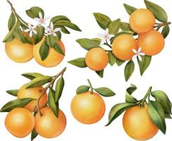 handgetekende set van aquarel bloeiende sinaasappelboomtakken, bloemen en sinaasappel, geïsoleerde illustratie op een witte achtergrond vector