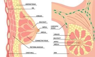 anatomie van de vrouwelijke borst zij- en vooraanzicht vector