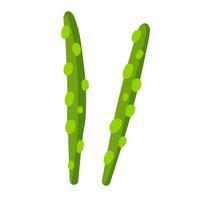 asperges. gezond voedselingrediënt. groene plant. vector