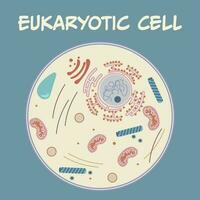 diagram van een eukaryote celcomponenten vector